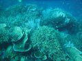 Healthy unbleached hard corals, Maladon reef, Sangat