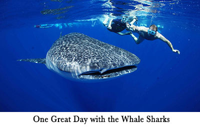 One Great Day with the Whale Sharks