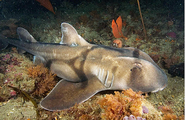 Port Jackson shark