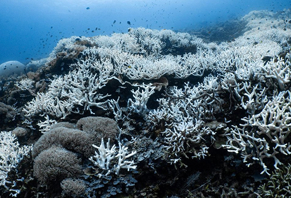 Coral bleaching in Raja Ampat