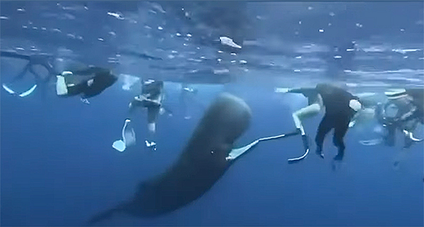 Whale and snorkelers