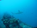 Reef Shark