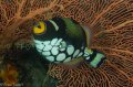 clown triggerfish