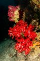 colorful soft corals 1