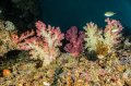 colorful soft corals 2