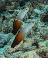 pair of fire dartfish