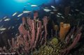 fish glide over tube sponges