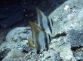 Batfish, Muiiron Islands