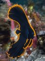 Juvenile Pinnate Batfish.  Internet image as visibility was poor.