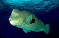 Bumphead Parrotfish