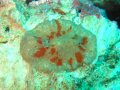 Platydoris cineriobranchiata.  Photo by the author