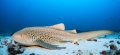 Zebra Shark.  Internet image as the visibility didn't allow for distant wide angle