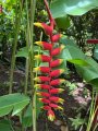 Hanging Lobster Claw at Botanical Garden