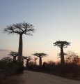 Allee des Baobabs, southwest mainland Madagascar