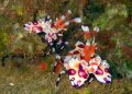 Harlequin shrimp x2