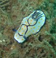 Goniobranchus annulata, another Indian Ocean beauty