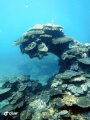 Thriving soft corals, Whalebone Reef, South Muiron Island