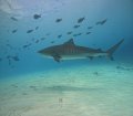 Tiger shark at Tiger Zoo