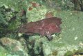 Frogfish