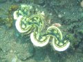 Giant clam