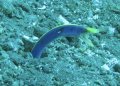 V,je ribbon eel