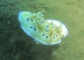 Nudebranch chromodorus