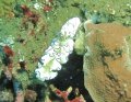 Nudebranch chromodoris