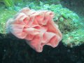 Nudebranch egg case