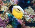 Blacktail Butterflyfish, Habili Shalal dive site