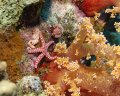 Peppermint Sea Star, El Shaya dive site