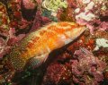 Leopard Coral Grouper, Small Gota dive site