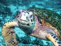 Juvenile Green Sea Turtle, Shab Maksour dive site