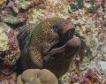 Giant Moray eel, Gota Sataya dive site