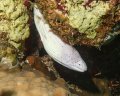 Geometric Moray eel, Gota Sayata dive site