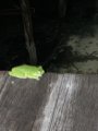 Frog on the walkway