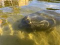 Manatee Visits Guests