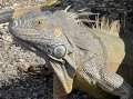 Local Iguana at the Hotel
