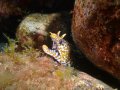 Dragon Eel