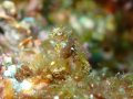 Endemic Japanese Pygmy Seahorse