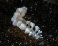 Embletonia gracilis.  Photo by Michael Eisenbart