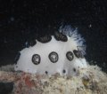 Jorunna funebris nudibranch