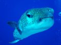 Porcupine Fish