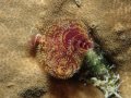 Christmas Tree Worm