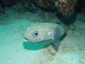 Porcupinefish