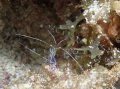 Peterson Cleaner Shrimp