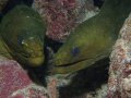 A Couple of Green Moray Eels