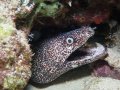 Spotted Moray Eel
