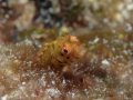 Blenny