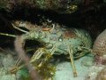 Lobster