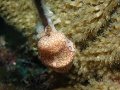 Flamingo Tongue